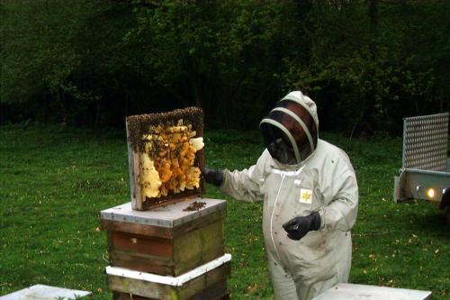 A Bee Farmer at work with his Bee Hives